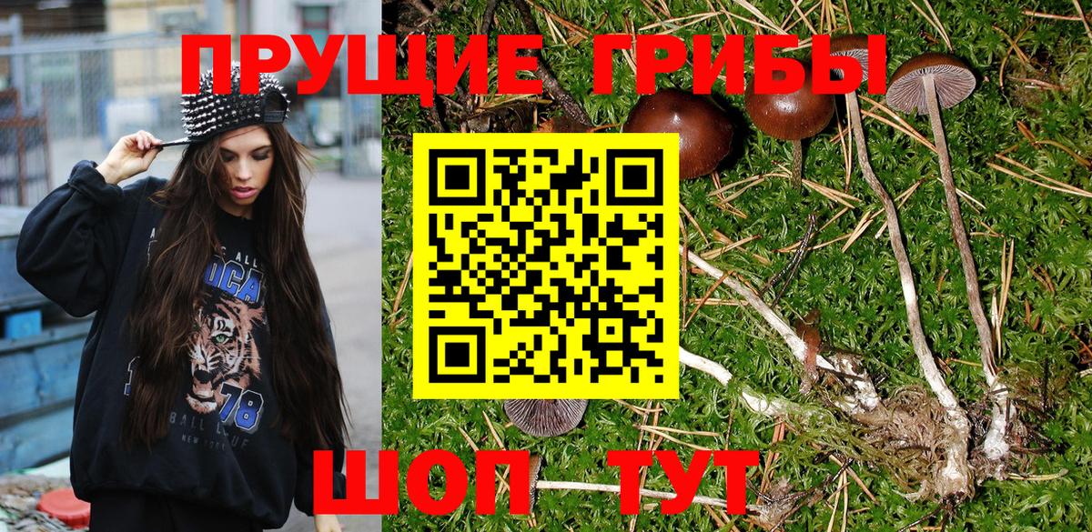 Гусев  Псилоцибиновые грибы MAGIC MUSHROOMS  Вход с VPN 